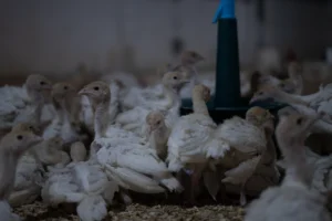 هندوشکا |خواص گوشت بوقلمون | گوشت بوقلمون | بوقلمون گوشتی